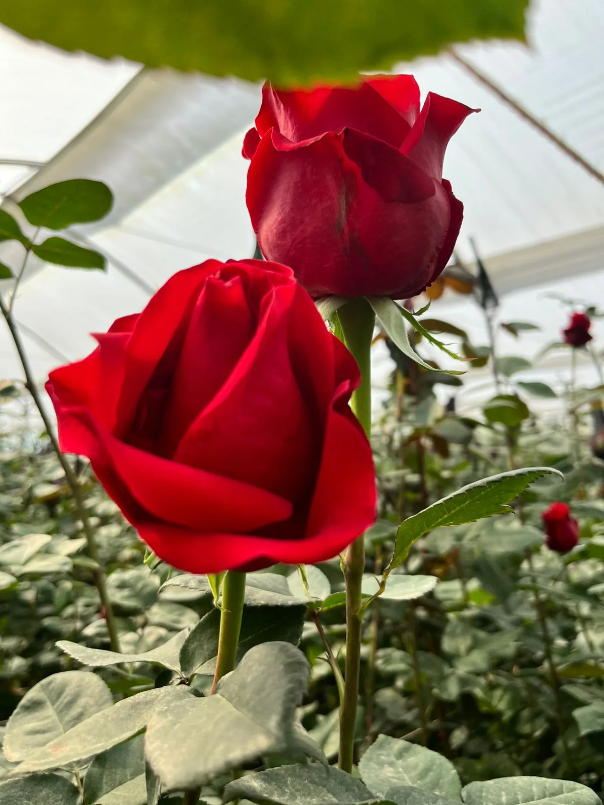 Our Farms | Farm-Direct Roses & Hydrangeas from Ecuador & Colombia